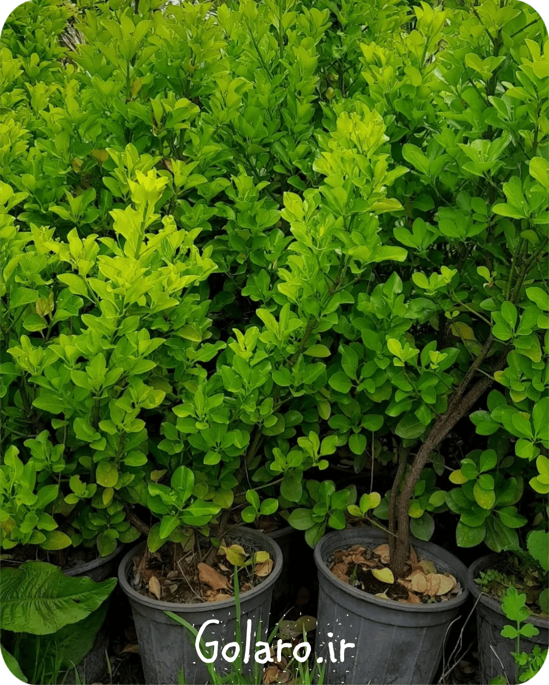 شمشاد سبز پرتقالی